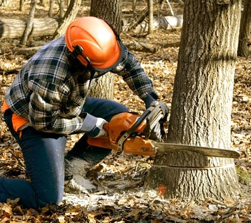 Tree Removal in Taylor, MS